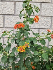 Lantana camara camara