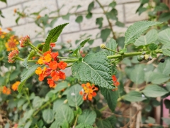 Lantana camara camara