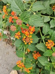 Lantana camara camara