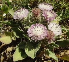 Centaurea pumilio