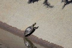 Trachemys scripta elegans