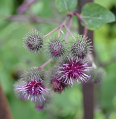 Arctium × ambiguum