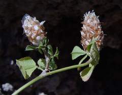 Trifolium argutum