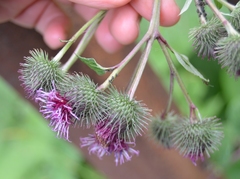 Arctium × ambiguum