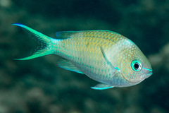 Black-Axil Chromis photo 3