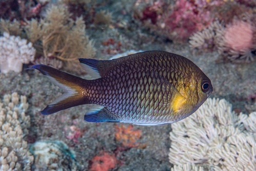 Yellowaxil chromis (Chromis xanthochira) — Pomacentridae