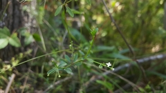 Galium tinctorium