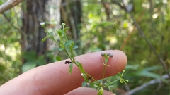 Galium tinctorium