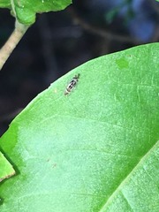 Graphopsocus