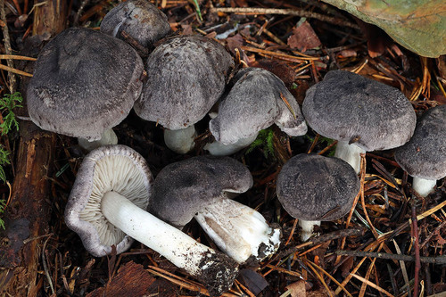 Tricholoma orirubens — (c) Daniel Ghyselinck, some rights reserved (CC BY)