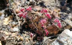 Sidotheca emarginata