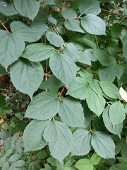 Philadelphus inodorus