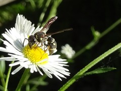 Stenodynerus fundatiformis