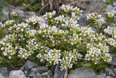 Cochlearia groenlandica