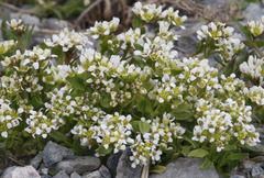 Cochlearia groenlandica