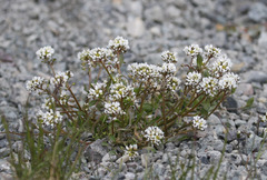Cochlearia groenlandica