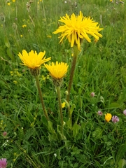 Hypochaeris uniflora