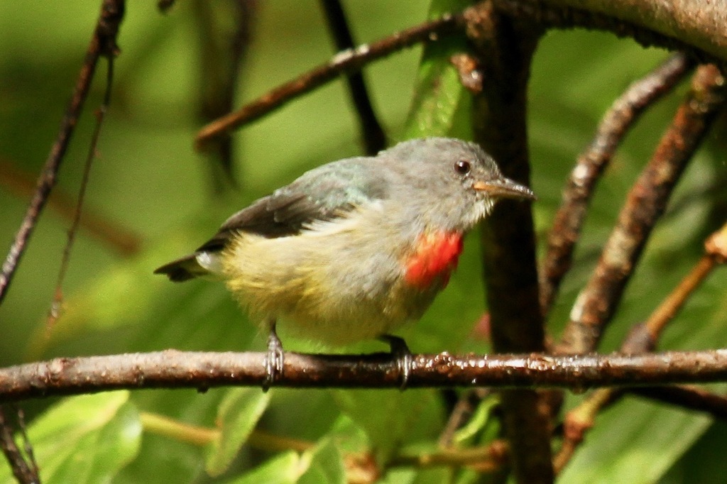 Midget Flowerpecker photo