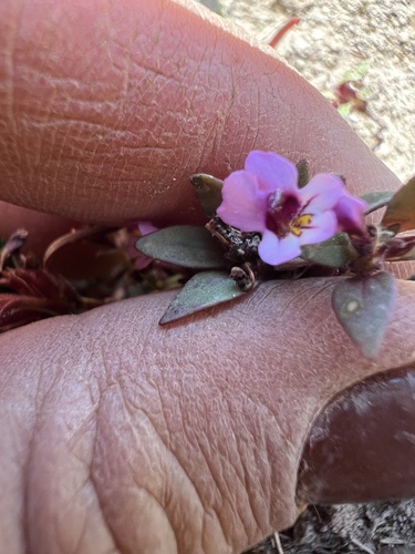 Image of Diplacus jepsonii by no rights reserved