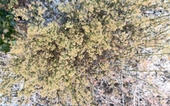 Galium angustifolium
