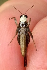 Tettigidea lateralis