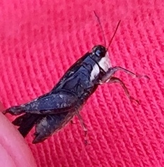 Tettigidea lateralis