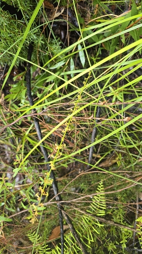 Image of Stackhousia viminea by (c) Petra Holland, some rights reserved (CC BY)