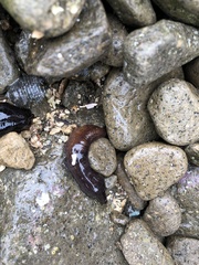 Polycheira rufescens