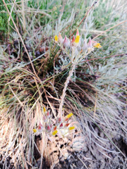 Dudleya saxosa