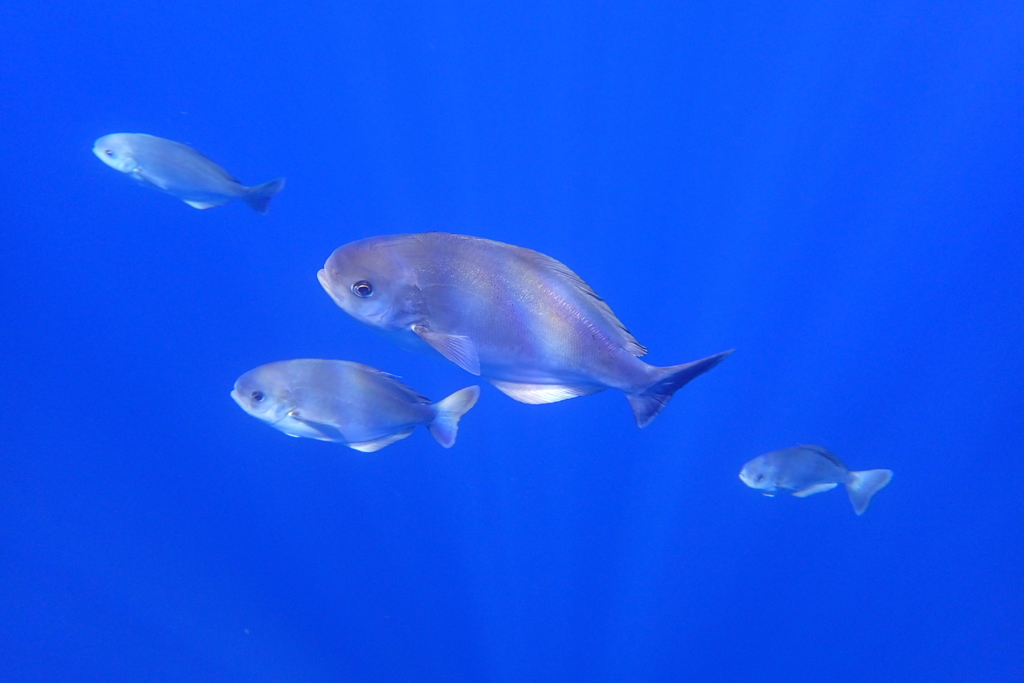 Medusafishes