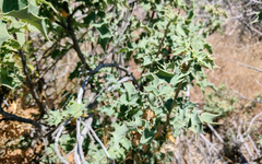 Berberis dictyota