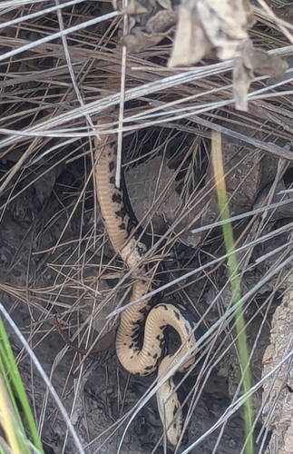 Diamond Python sighting