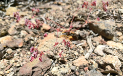 Sidotheca emarginata