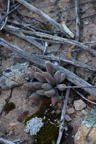 Crassula namaquensis