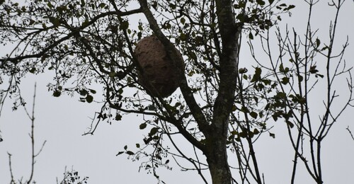 Vespa velutina