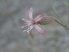 Silene verecunda