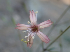 Silene verecunda