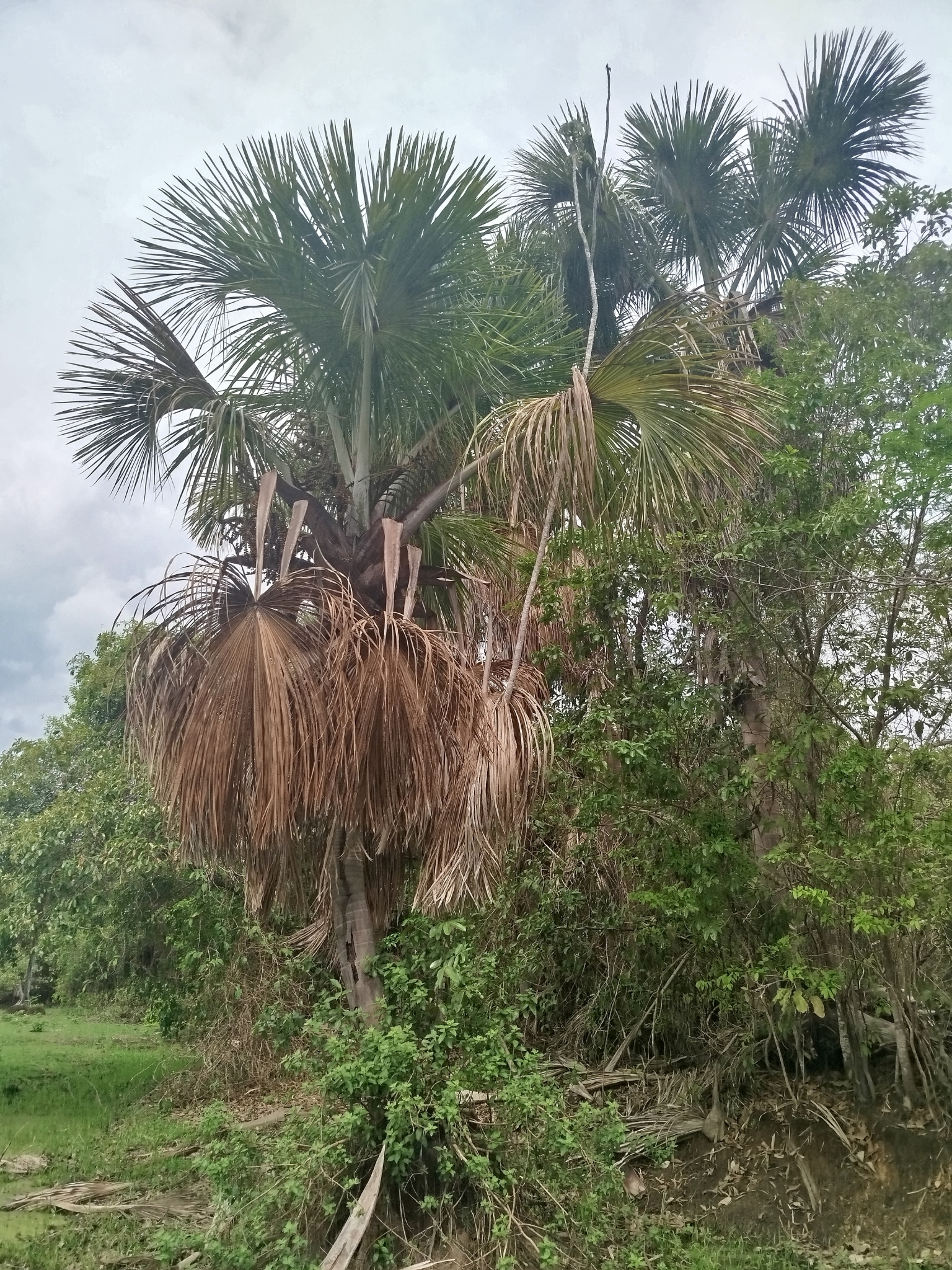 Mauritia flexuosa