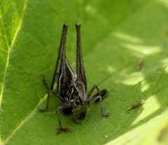 Platycleis intermedia