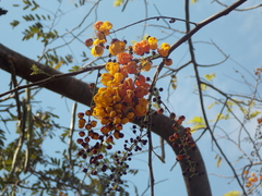 Cassia moschata