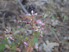 Clarkia heterandra