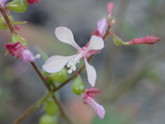 Clarkia heterandra