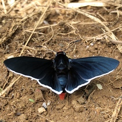 Elbella intersecta