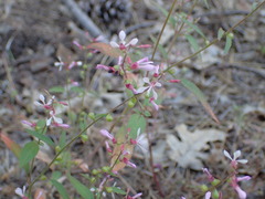 Clarkia heterandra