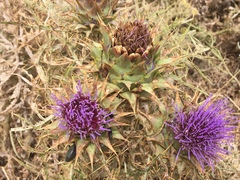 Cynara cardunculus cardunculus