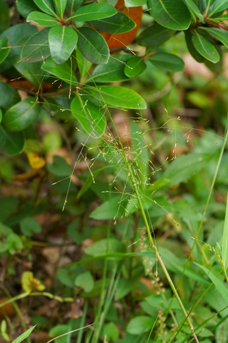 Image of Panicum bisulcatum by (c) WATANABE Hitoshi 渡辺仁, some rights reserved (CC BY)