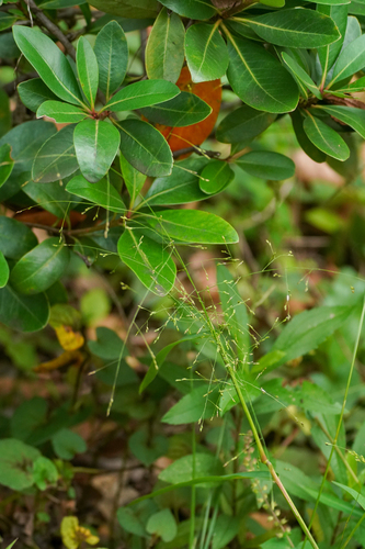 Image of Panicum bisulcatum by (c) WATANABE Hitoshi 渡辺仁, some rights reserved (CC BY)