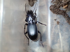 Pterostichus lama