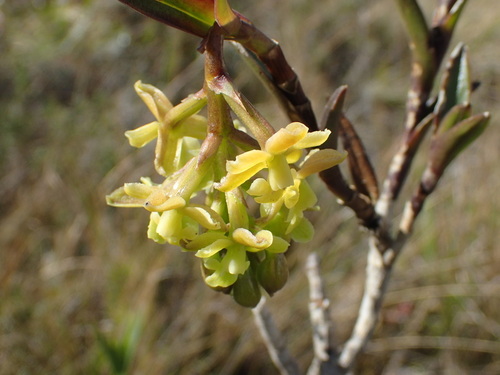 Image of Epidendrum zipaquiranum by (c) JR Ferrer-Paris, some rights reserved (CC BY)