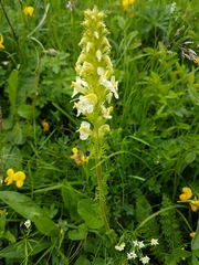 Pedicularis elongata